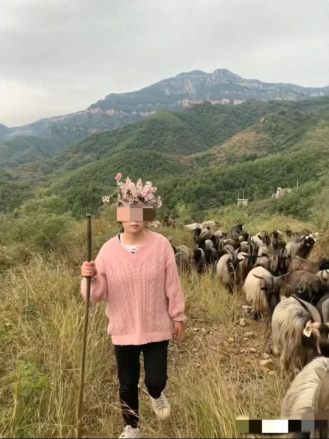 女生毕业求职难，父母送100只羊放羊成网红，网友热议！