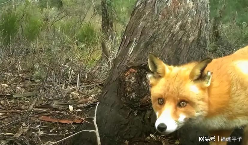 一只狐狸五年逃生传奇：人类围剿为何屡战屡败？