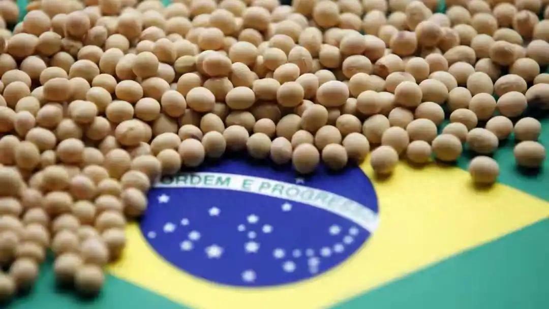 巴西大豆涨价风波：中国买家暂停采购，静待市场转机