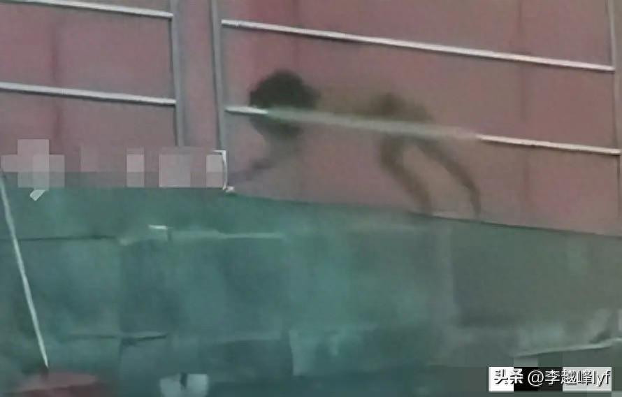 “野人小孩”事件追踪：高学历父母放养式育儿引争议