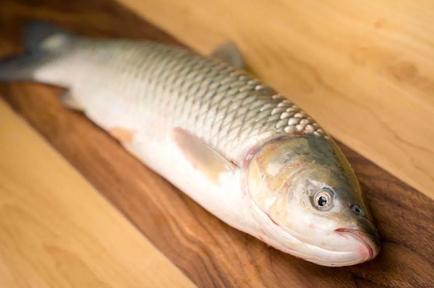 广东7岁男孩误食鱼胆险丧命！鱼胆毒性超砒霜需警惕