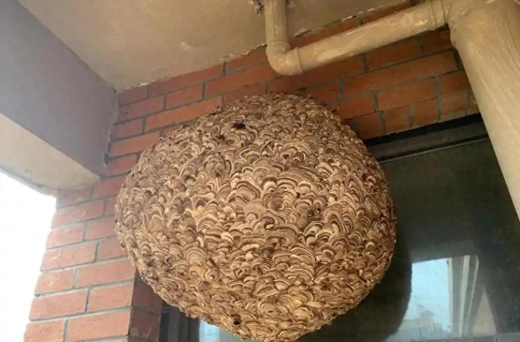 中华蜜蜂已濒临灭绝！2017年老人捅马蜂窝，却捅出了“奇迹”