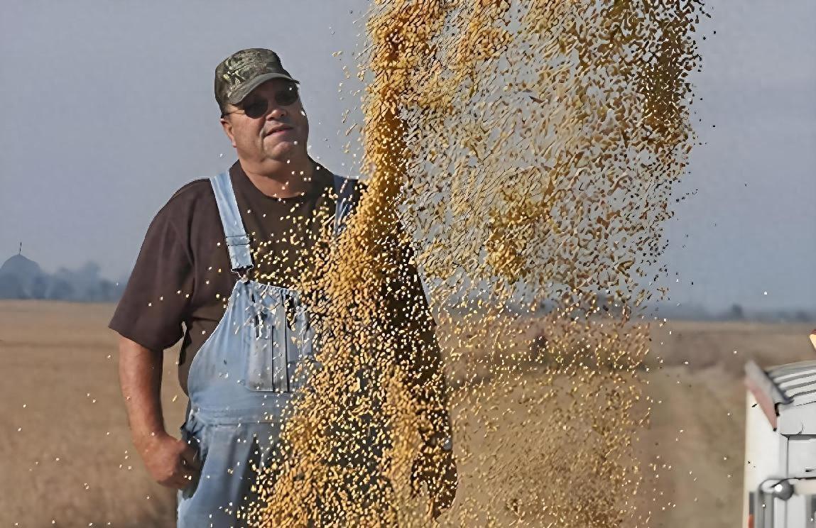 巴西大豆价格暴涨79.9%，中国买家暂停采购，未来采购策略何去何从？