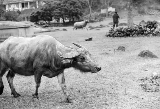 他曾带两挺重机枪投奔红军，征战16年仅升半级，大授衔难倒罗荣桓