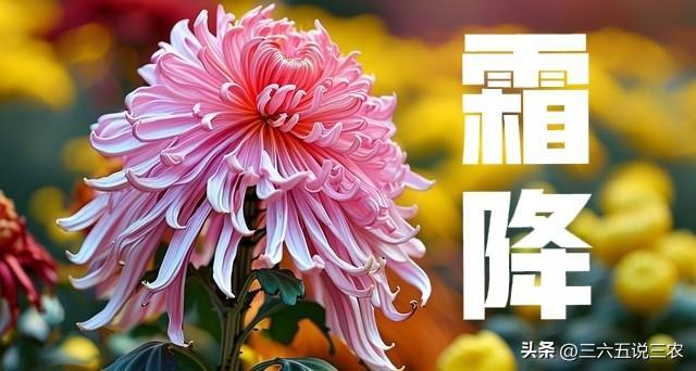 明日霜降将至，老话‘霜降重阳前，灾年预兆’解析