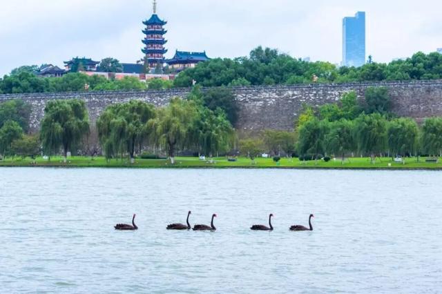 南京秦淮河入江口黑天鹅