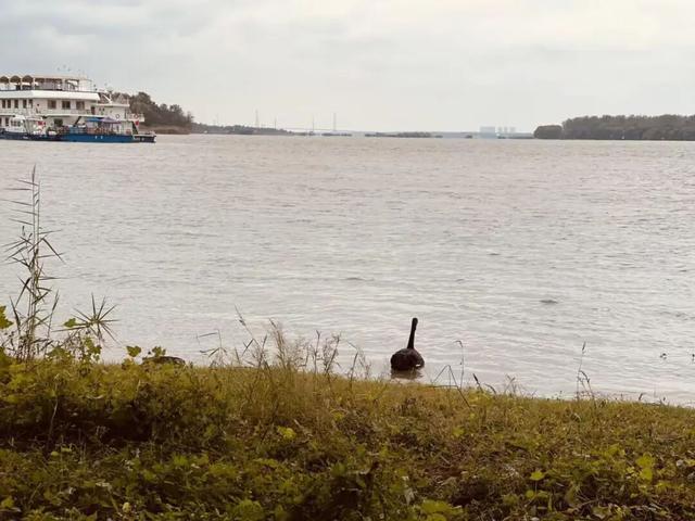 秦淮河入江口黑天鹅