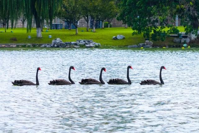 玄武湖黑天鹅群