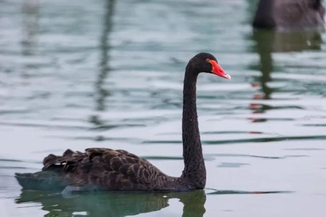 黑天鹅生态风险