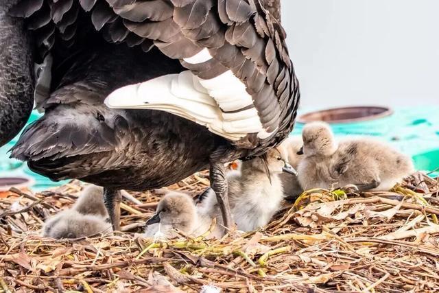 黑天鹅适应环境