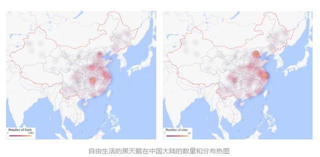 黑天鹅种群扩张