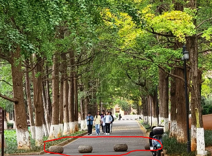 《红舞鞋》剧组取景撞死校猫，未播先遭抵制风波