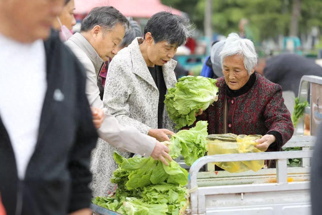 冬季必吃！苦苣——蔬菜界的“肝黄金”，清肝火护脾胃