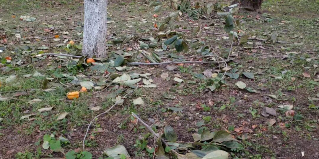 京城捡秋热潮下的不文明现象：暴力采摘与进货式捡秋引争议