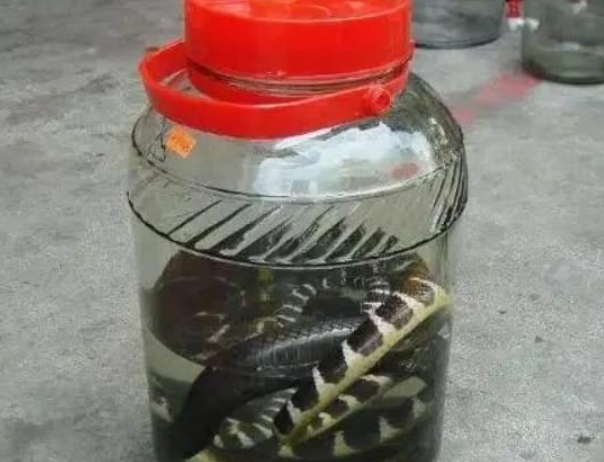 男子12年后打开毒蛇泡酒坛，惊人一幕引全院震惊