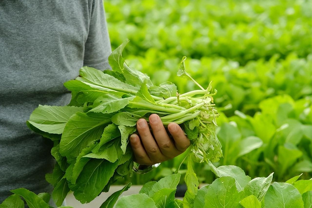 中国脑梗高发！这4类蔬菜暗藏风险，科学饮食指南来了
