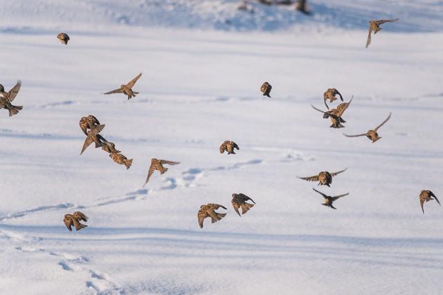 黑龙江燕子拒南飞硬扛极寒，是进化实验还是生存危机？