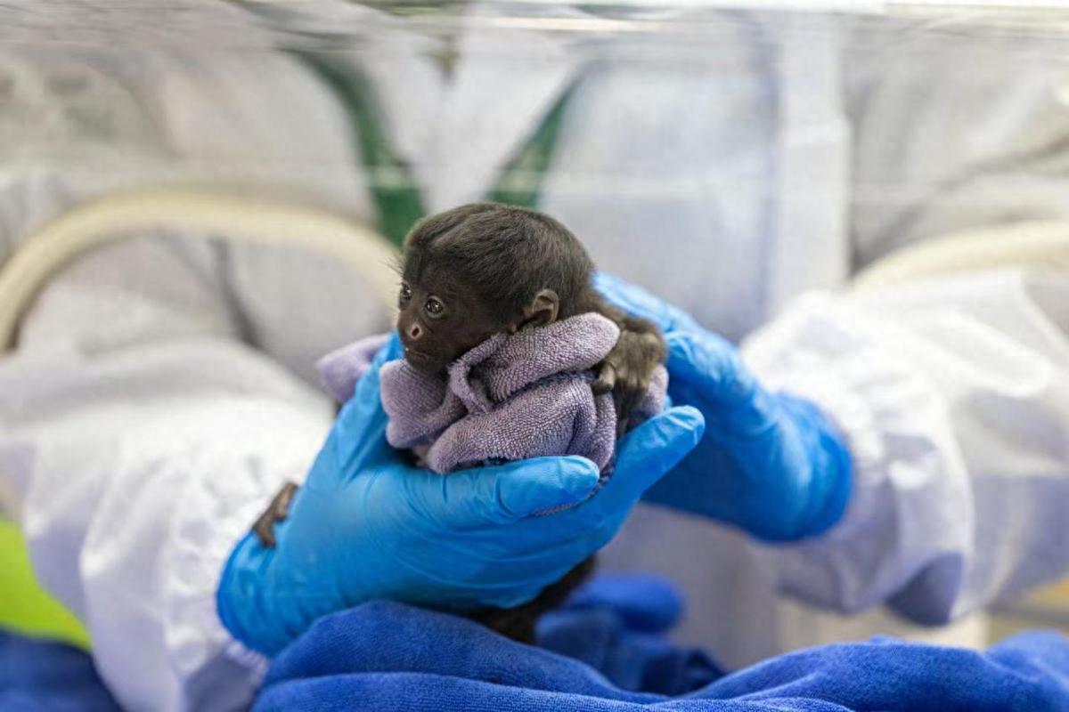 全球仅存不足250只！广东成功人工繁殖黑丛尾猴幼崽