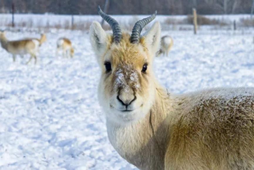 上万只黄羊为何“偷渡”至中国？蒙古草原生态危机揭秘