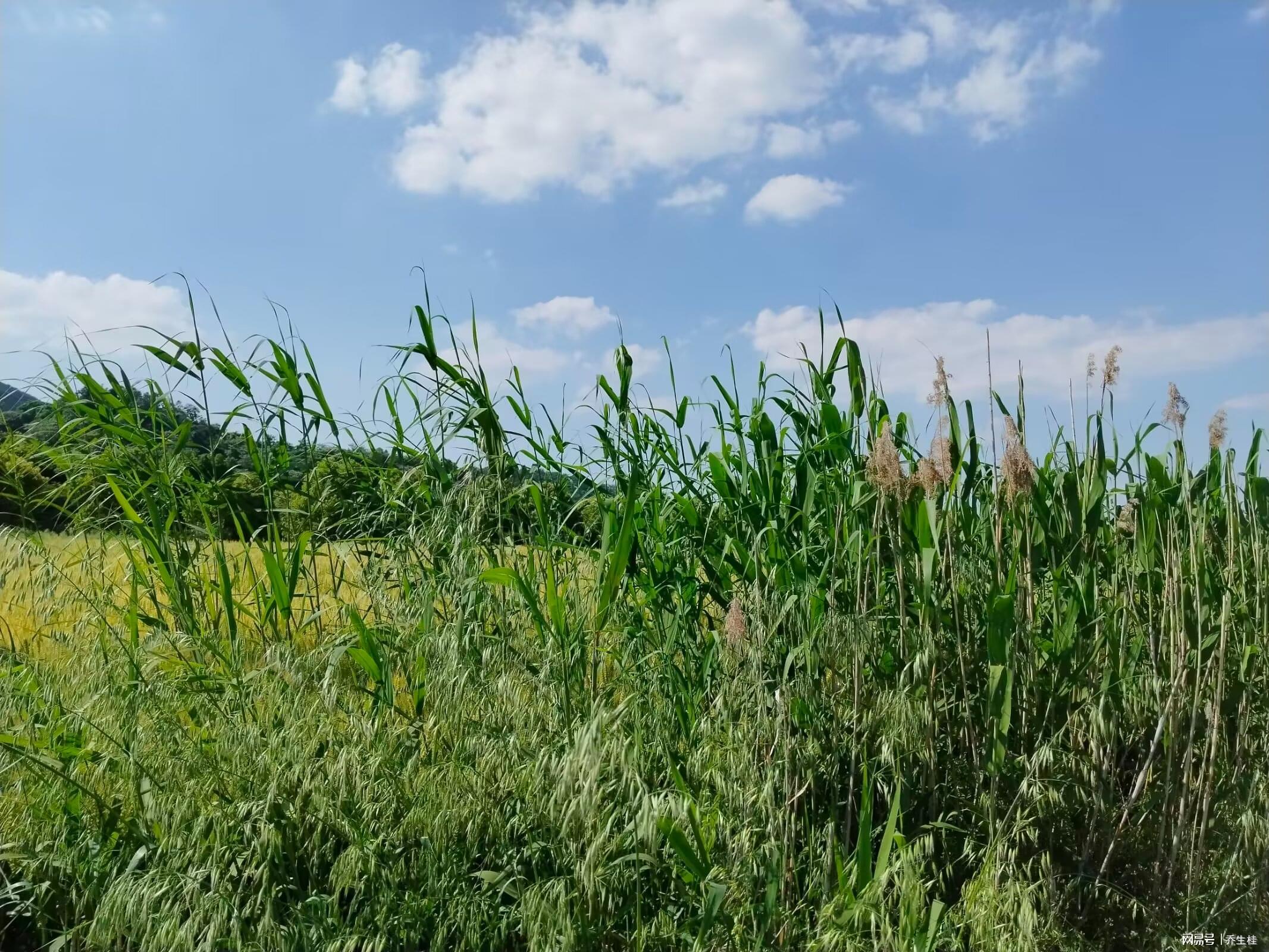 邻里间的隐秘：我意外撞破局长夫人秘密后获提拔