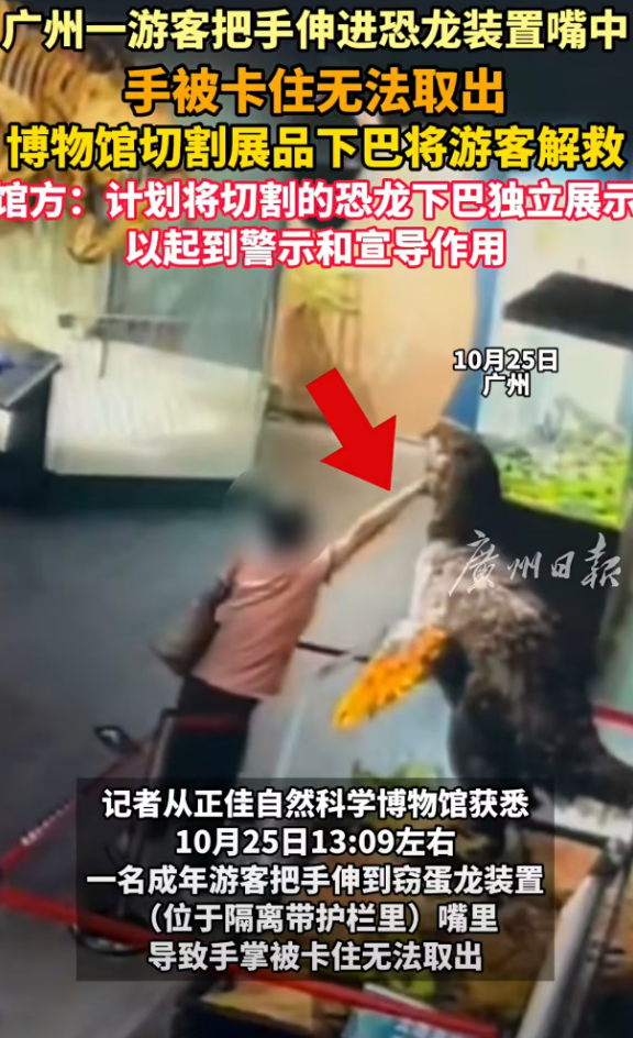 广州一博物馆惊现：成年游客手卡恐龙模型，切割下巴解救