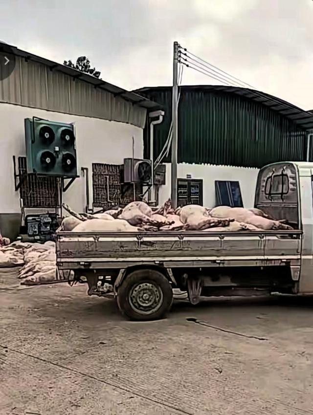 广东食品厂非法囤积死猪被查，老板被拘，食品安全再敲警钟