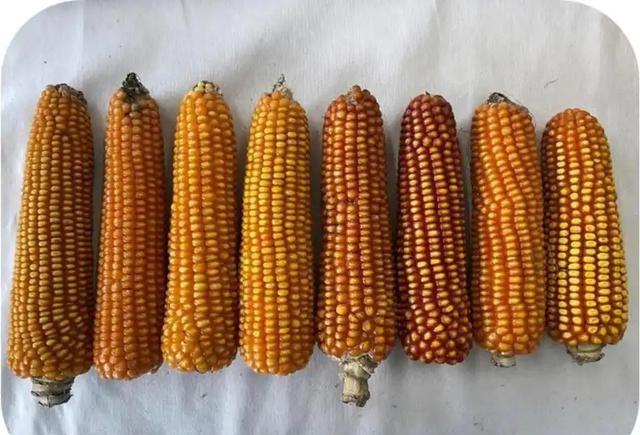河南深山发现百年高蛋白老玉米，科研团队紧急抢救性收集