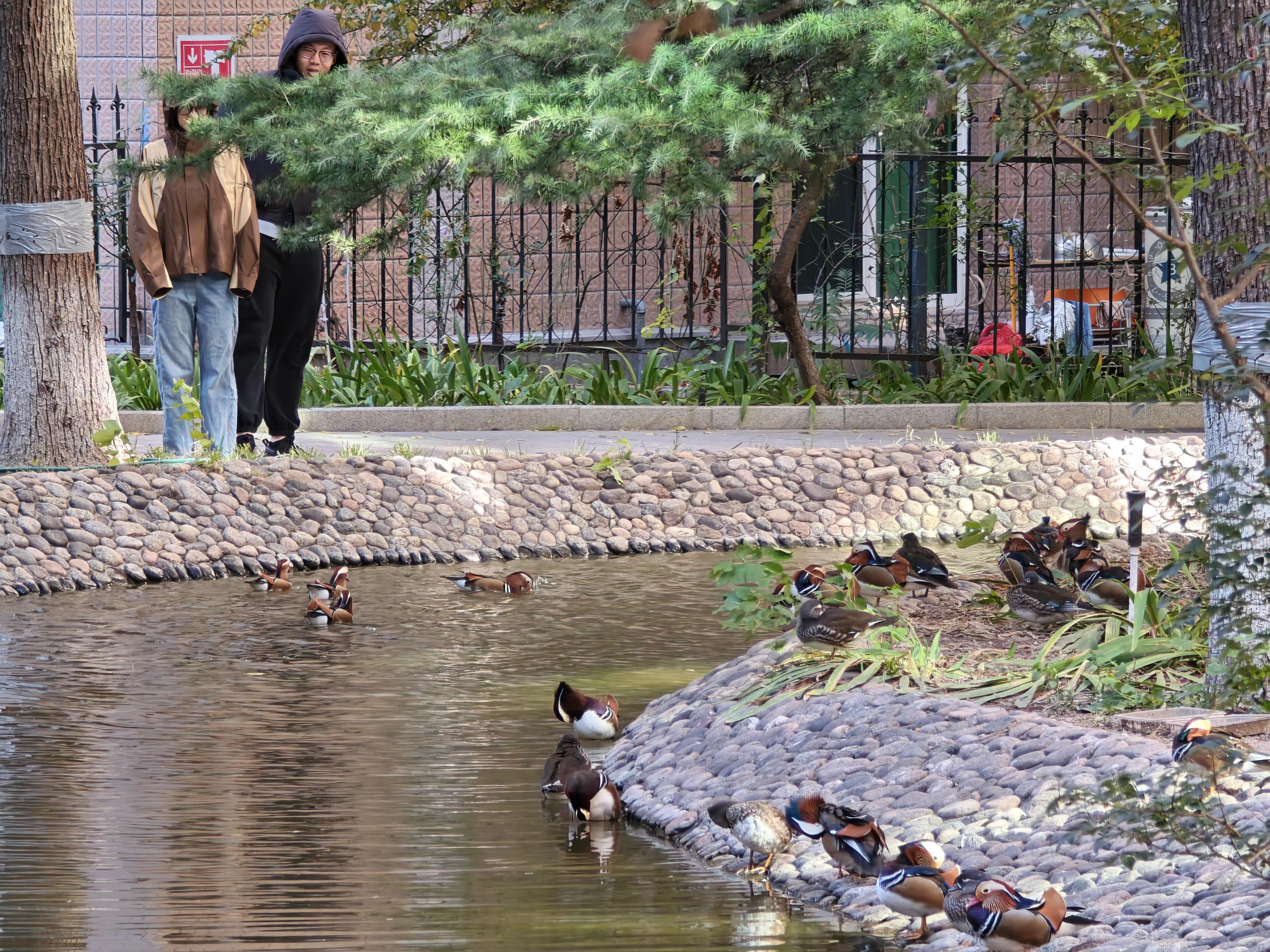 北京海淀一小区成鸳鸯栖息地，居民自发组建“护鸳队”守护