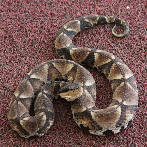 蕲蛇：祛风通络的中药瑰宝，治疗瘫痪、瘙痒、恶疮的良药