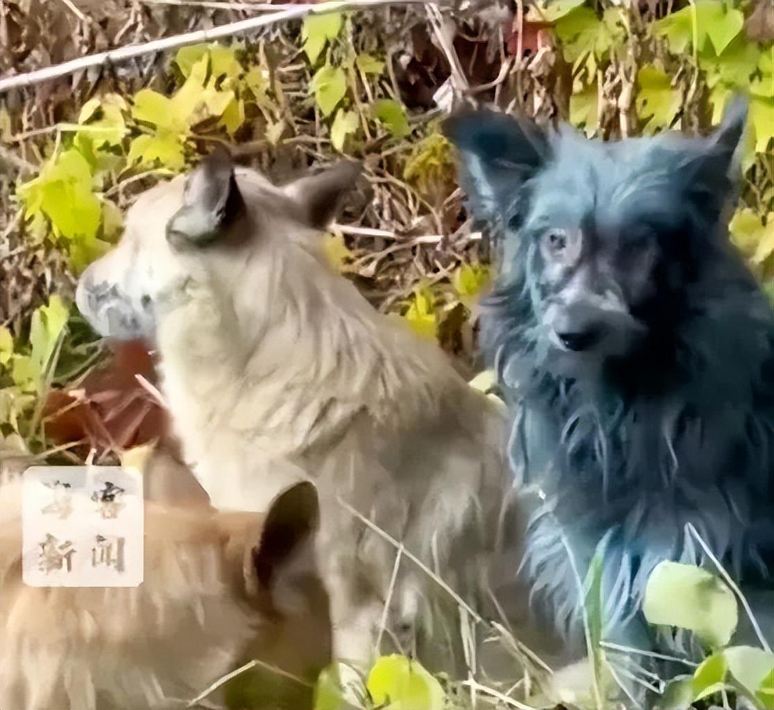 切尔诺贝利惊现蓝色狗群：健康活跃引关注，成因待查