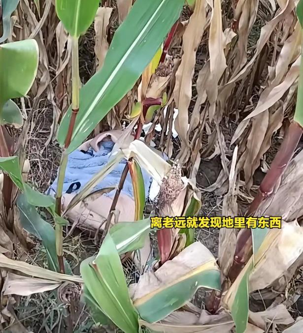 长点心吧！女子在玉米地约会被拍到，农户晒照片提醒：这里有监控