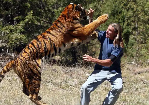 护林员揭秘：90%人不知的遇老虎自救法则，关键时刻能保命