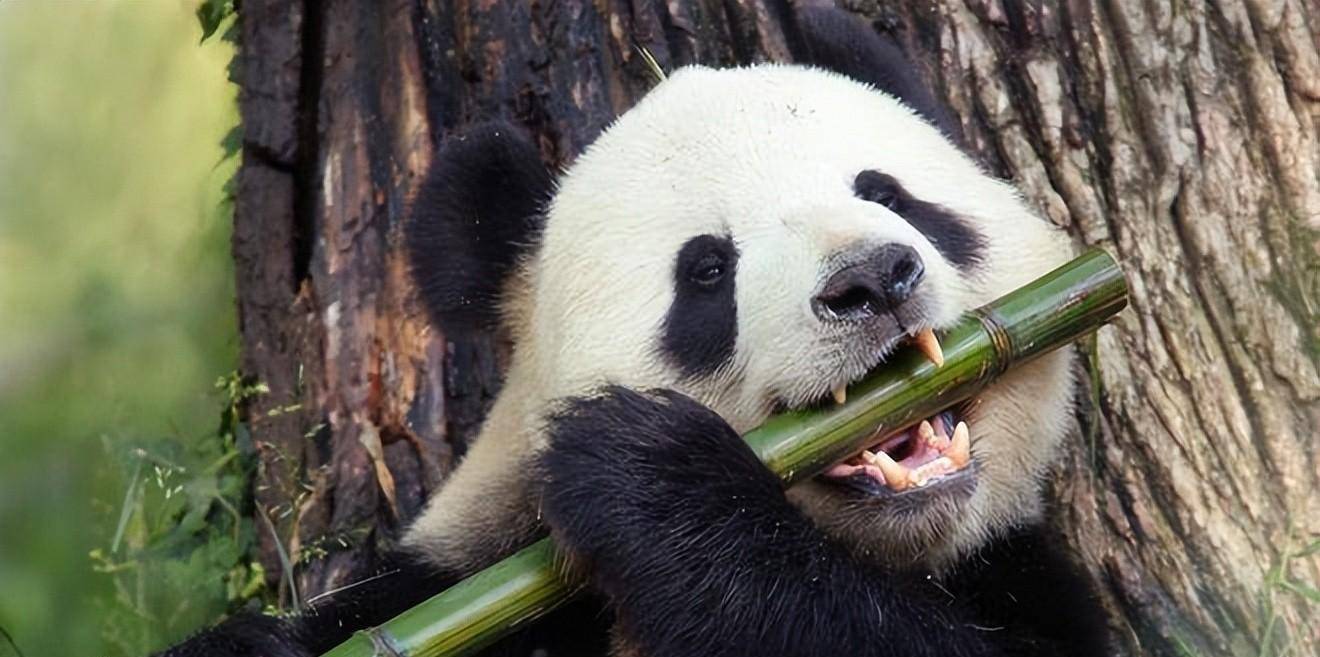 同为国宝大熊猫，为何秦岭大熊猫不如四川大熊猫出名？