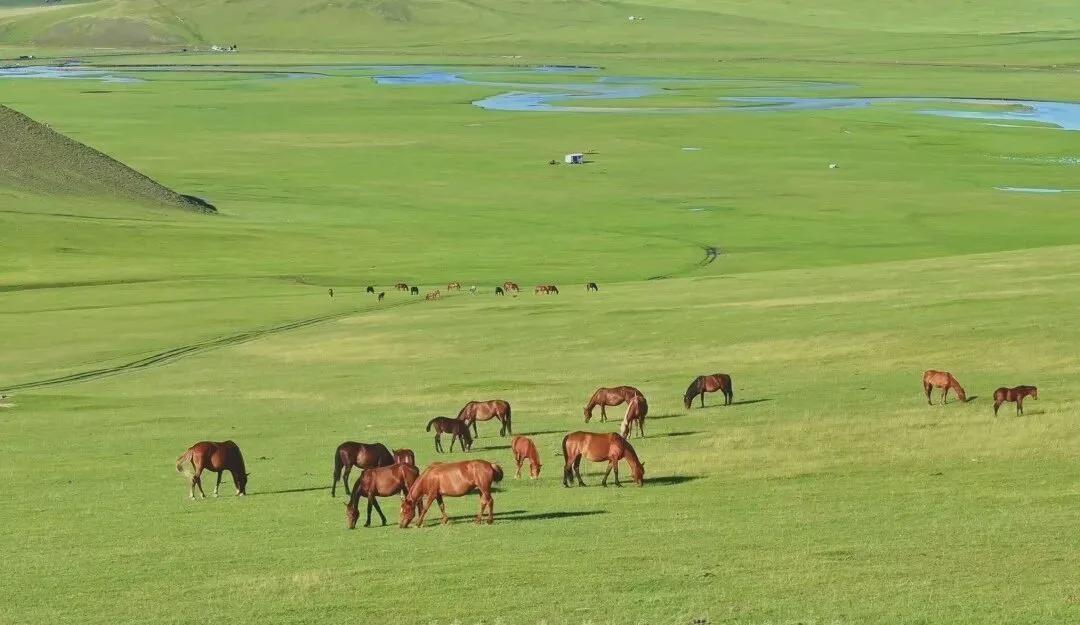 草原为何难见大树？五大自然因素揭秘植物生长限制