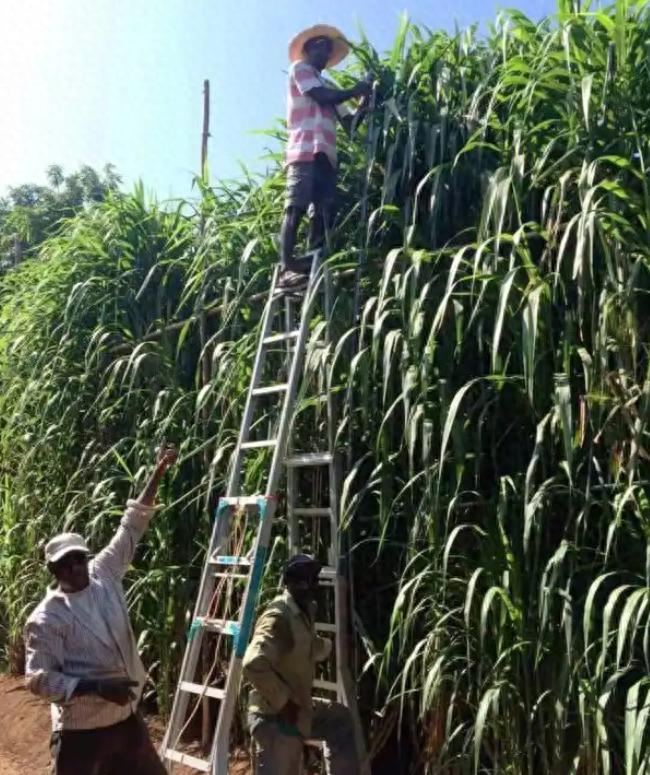 巨菌草：亩产30吨，15年持续收割的神奇牧草