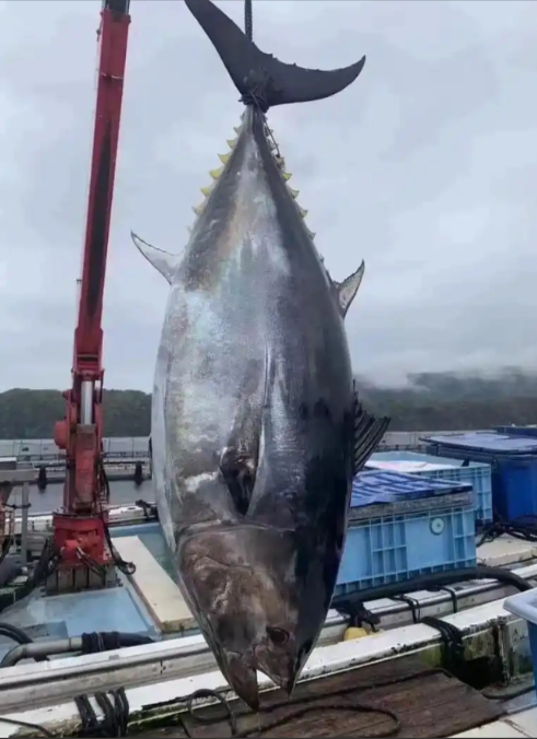 金枪鱼为了不被吃有多努力？160公里时速，一旦停下就会被淹死。