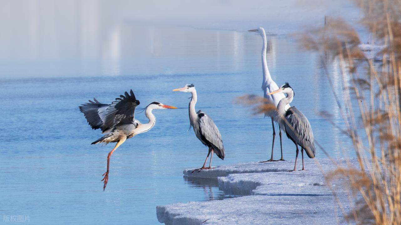 大庆风云：赵铁涛与王大庆的激烈冲突始末