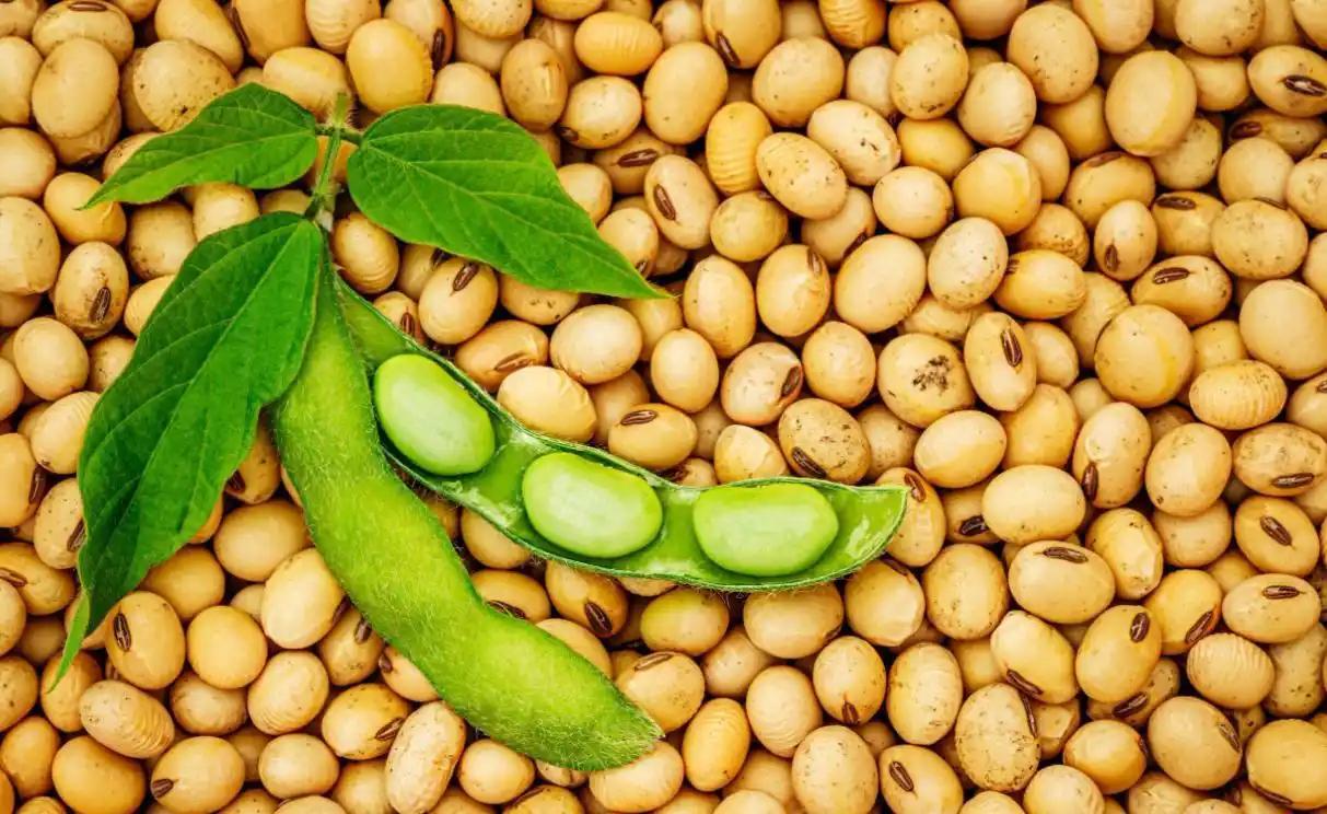 中国恢复采购美国大豆，刚下了18万吨订单，美国豆农却高兴不起来