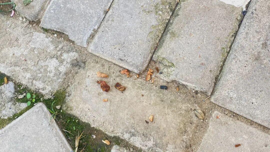 13年爱犬疑遭投毒致死，女子辞职追凶三年推动北京首例宠物公诉案