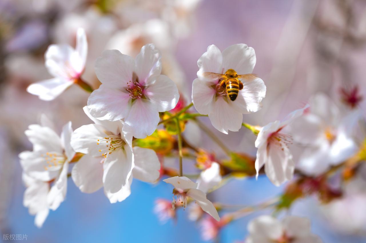 一战成名3：老金头为段老三复仇设局