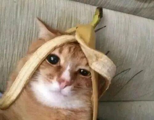 古装大女主男女通吃出轨已婚厨子的瓜