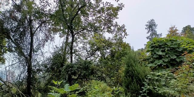 老年夫妻使用智能设备