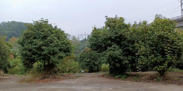 老年夫妻调解场景