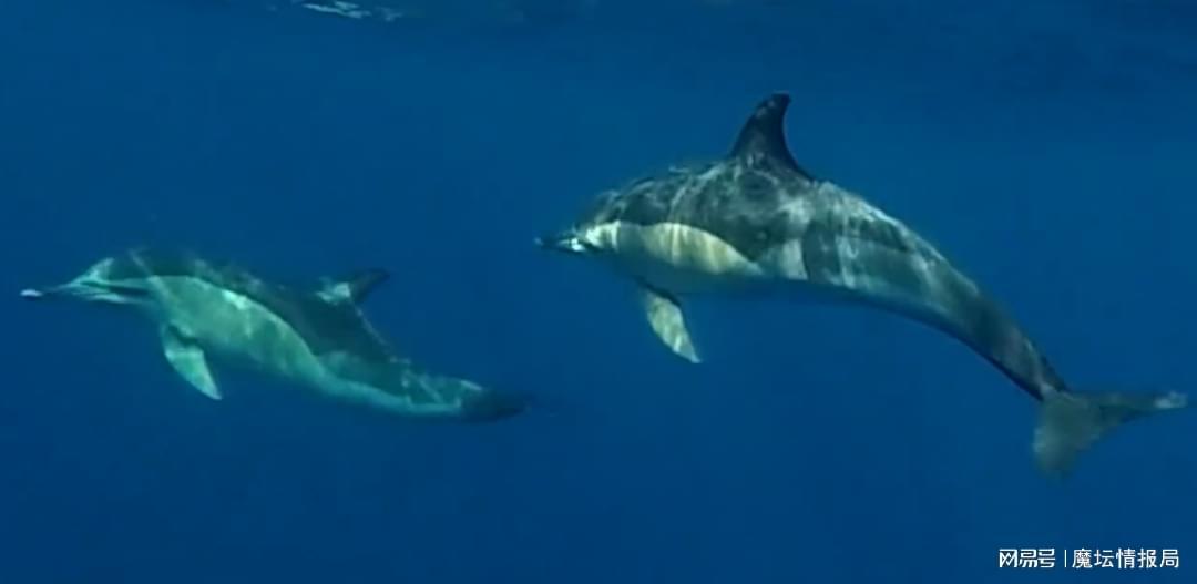 海豚老板HF_Haituntun专访：深耕魔兽生态，推动赛事全球化发展