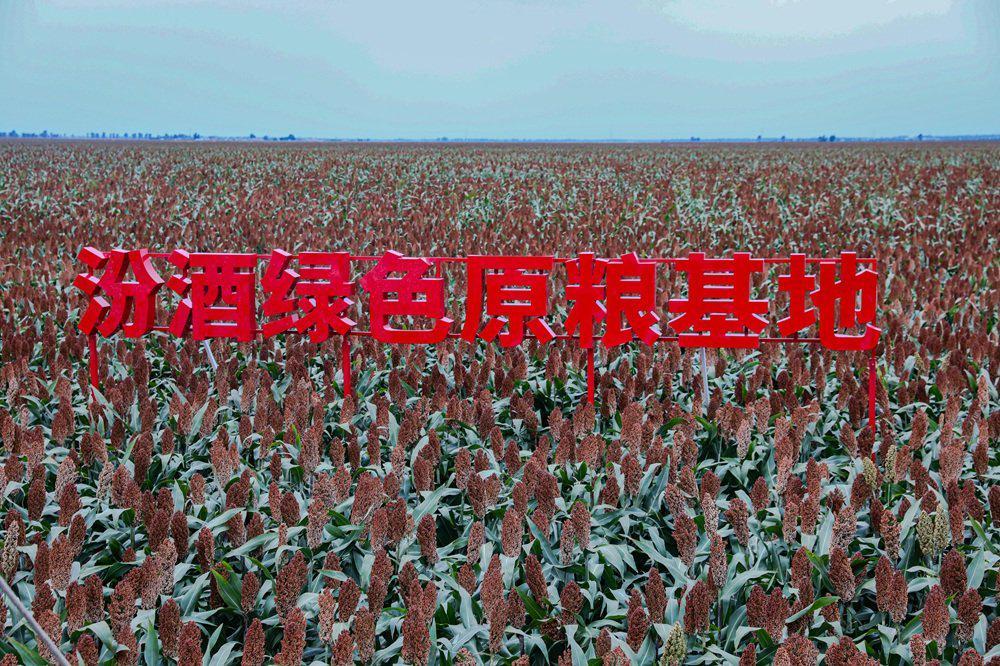 黑土沃野铸就汾酒清香：十万亩红高粱背后的品质密码