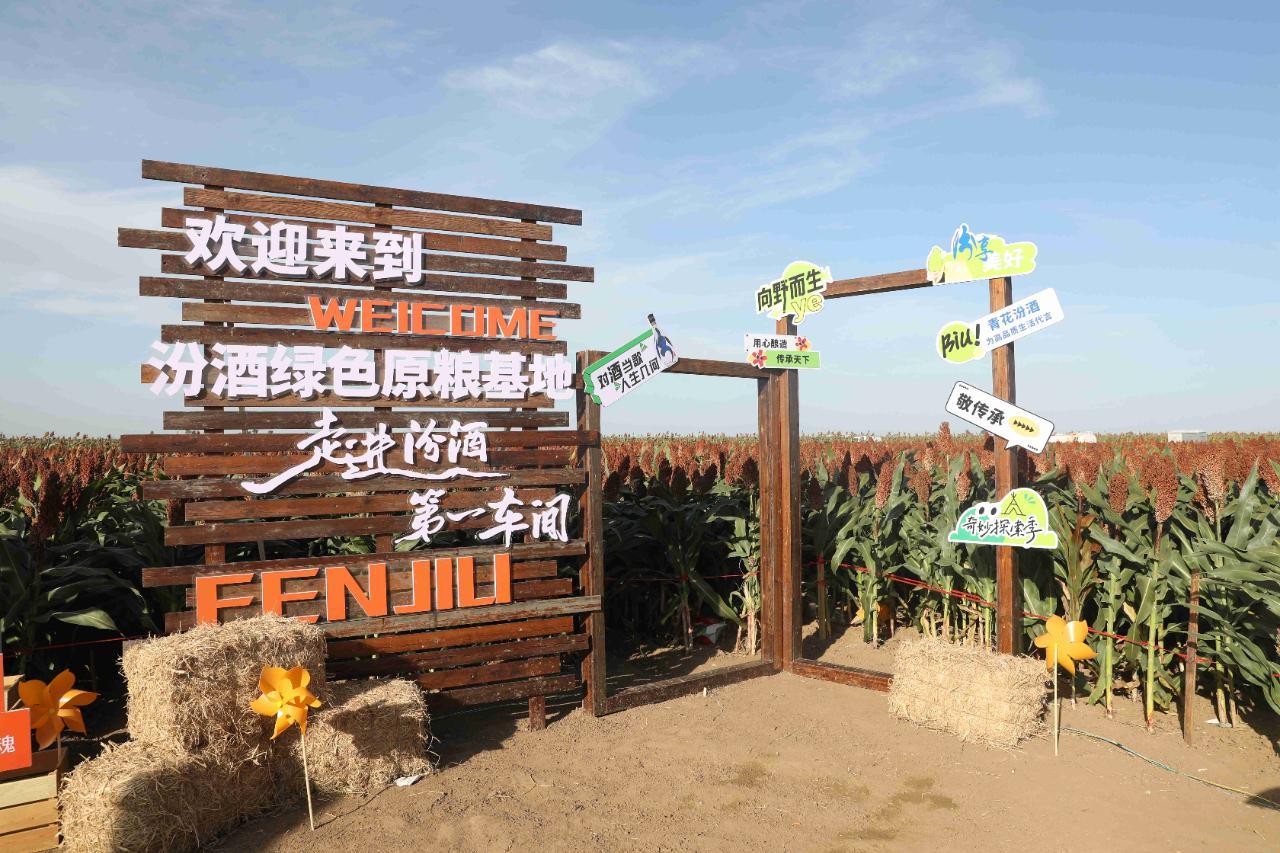 北纬43°黑土秘境：汾酒如何以“粮心”铸就清香传奇