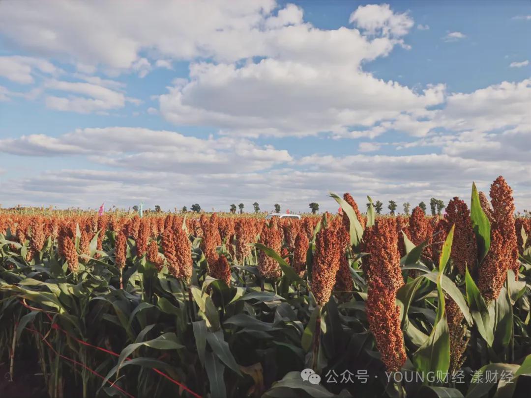 黑土育红粱，清香溯本源：汾酒原粮基地落户吉林梨树县