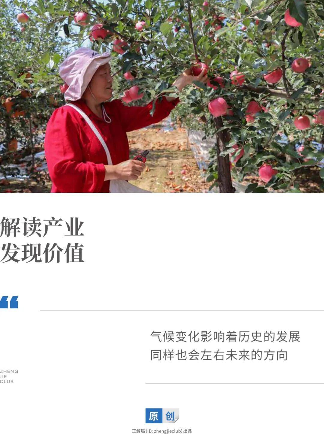 陕西苹果产量登顶全国之谜：气候变迁下的农业新格局