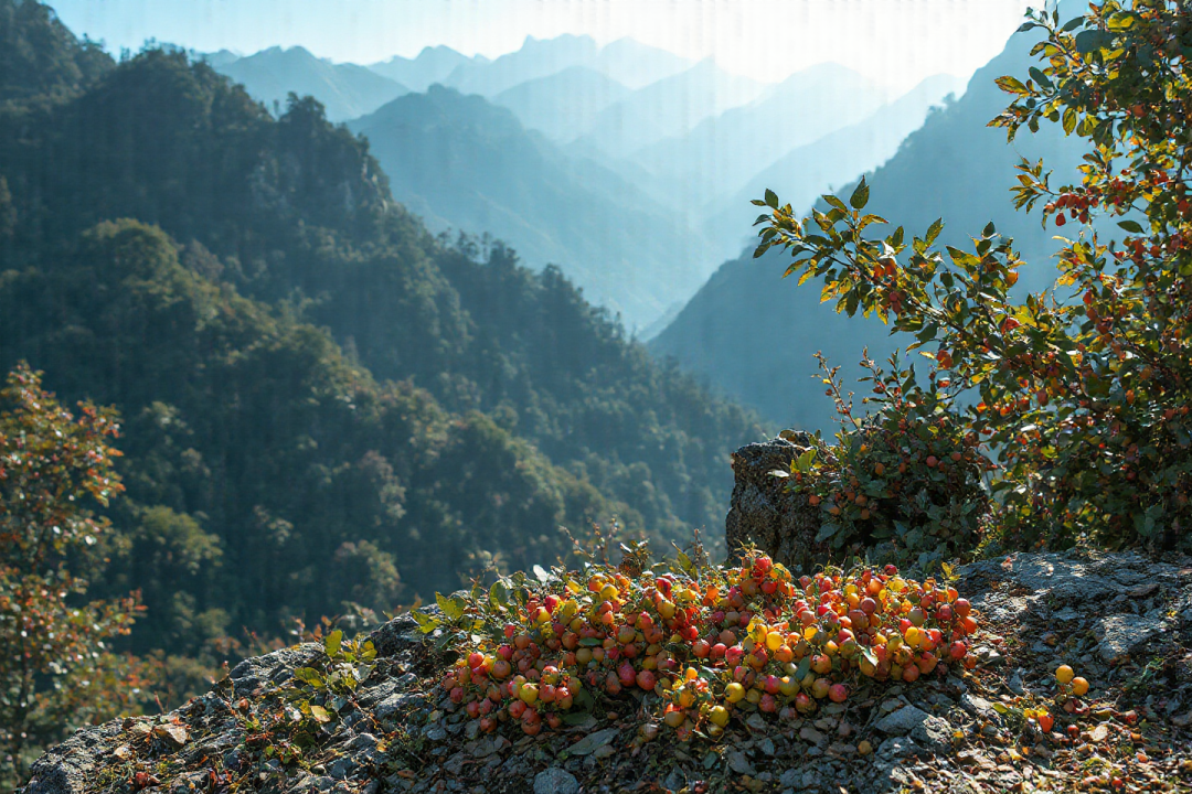 公牛集团：产品优秀但公司发展遇挑战，未来何去何从？