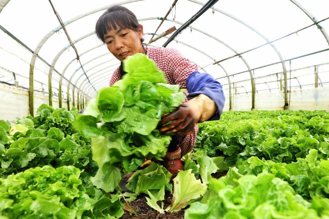 小象超市品控采收现场